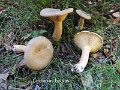 Lactarius helvus-amf1072-1